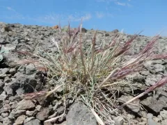 Scribner's Wheatgrass thumbnail 1
