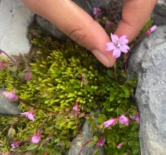 Pimpernel Willowherb thumbnail 2