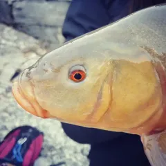Tench thumbnail 2