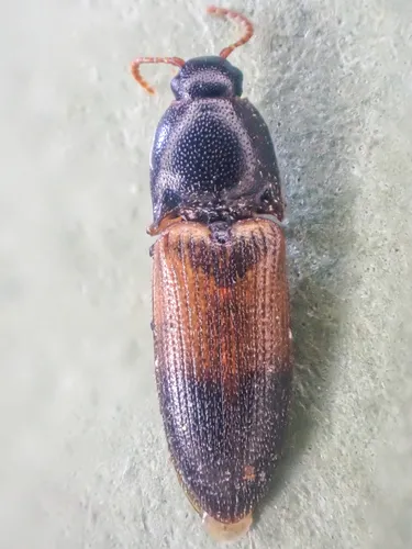 Chick Click Beetle