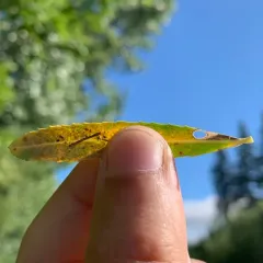 Coptodisca saliciella thumbnail 4