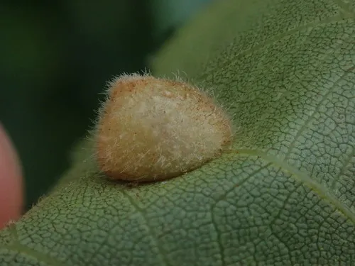 Hickory Peach-haired Gall Midge