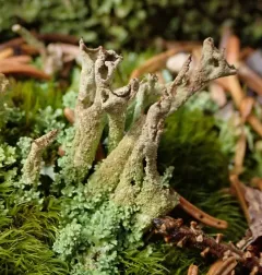 Powdered Funnel Lichen thumbnail 2