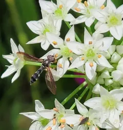 Cobalt Hover Fly thumbnail 3