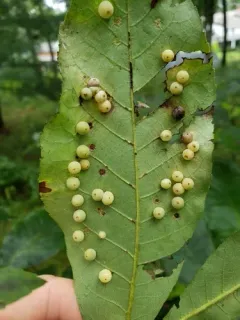 Hickory Blue-powder Gall Midge thumbnail 3