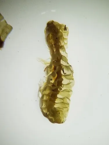 Large Notchwort