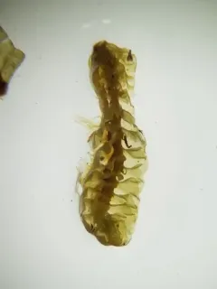 Large Notchwort thumbnail 1