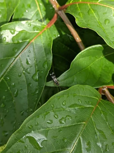 Deuteragenia caliptera