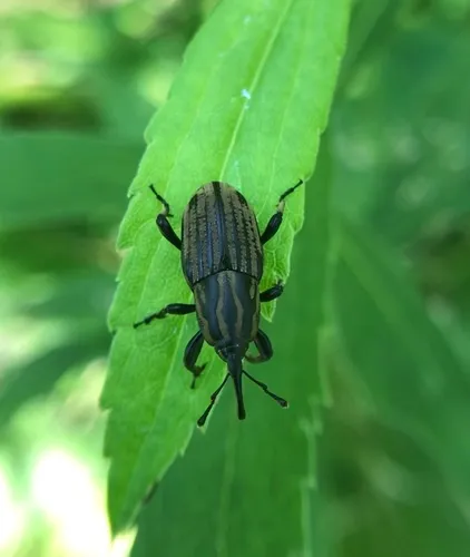Tule Billbug