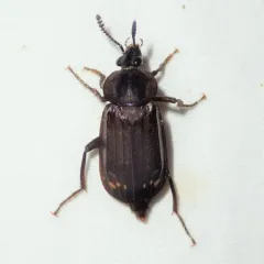 Red-lined Carrion Beetle thumbnail 4