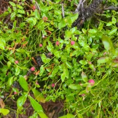 Grouse Whortleberry thumbnail 4
