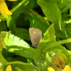 Sagebrush Sooty Hairstreak thumbnail 1