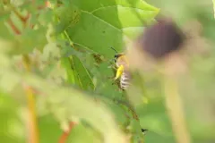 American Cellophane Bee thumbnail 4