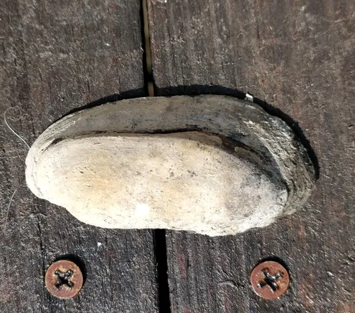 Yellow Sandshell
