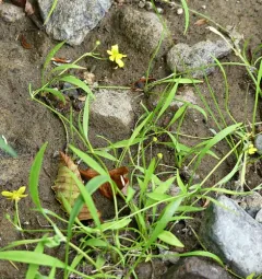 Lesser Spearwort thumbnail 3