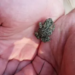 Canadian Toad thumbnail 3