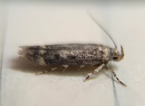 Trypanisma prudens