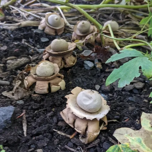 Collared Earthstar