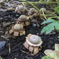 Collared Earthstar thumbnail 1