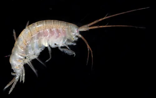 Desdimelita californica