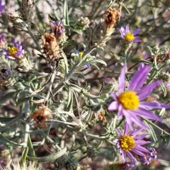 Hoary Tansyaster thumbnail 4