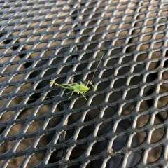 Southern Oak Bush-cricket thumbnail 4