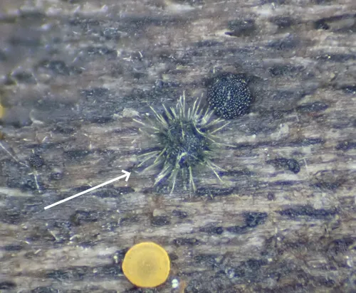 Hilberina caudata