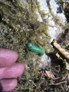 Oregon Prominent thumbnail 4