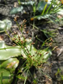 Long-beaked Bald-rush thumbnail 3