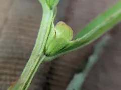 Globefruit Primrose-willow thumbnail 1