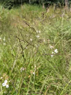 Long-leaved Redtop-Panicgrass thumbnail 2