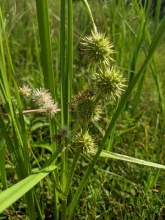 Branching Bur-reed thumbnail 2