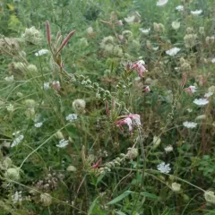 biennial beeblossom thumbnail 4