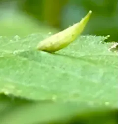 Rhopalomyia clarkei thumbnail 3