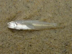 Bay Anchovy thumbnail 2