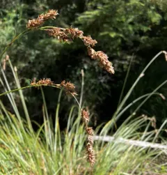 Cusick's sedge thumbnail 4