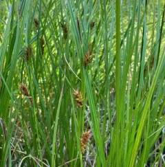 western inflated sedge thumbnail 2