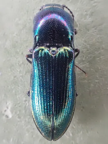 Nitidolimonius weidtii