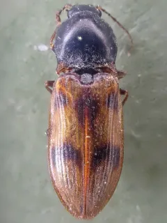 Pure Click Beetle thumbnail 1
