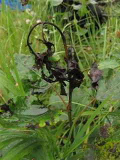 Poplar Shoot Blight thumbnail 2