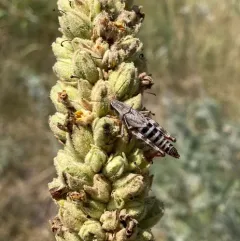 Dawson's Spur-throat Grasshopper thumbnail 2