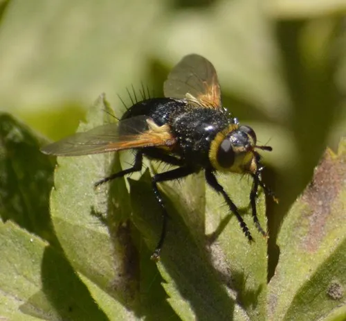 Tachina latianulum