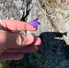 Giesecke's harebell thumbnail 2