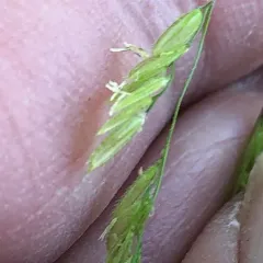 rice cutgrass thumbnail 3