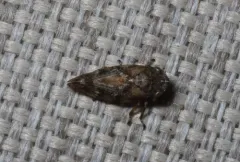 Boreal Spittlebug thumbnail 2