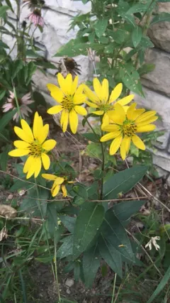 Starry rosinweed thumbnail 4