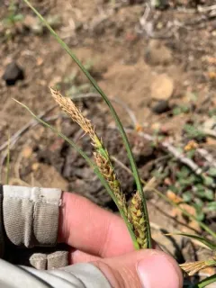 Oregon sedge thumbnail 3