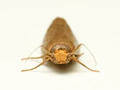 Lesser Wax Moth thumbnail 3