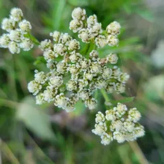Siberian Yarrow thumbnail 4