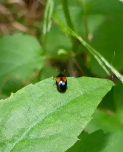 Two-spotted Pleasing Fungus Beetle thumbnail 3